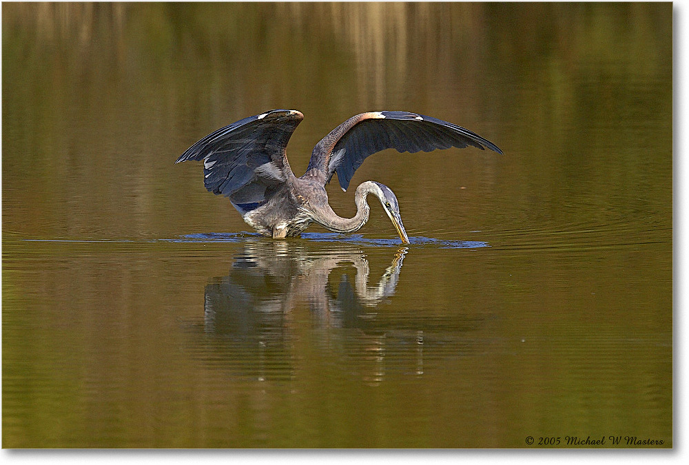 GreatBlueHeron_ChincoNWR-EA_2005Mar_Y2F3499 copy