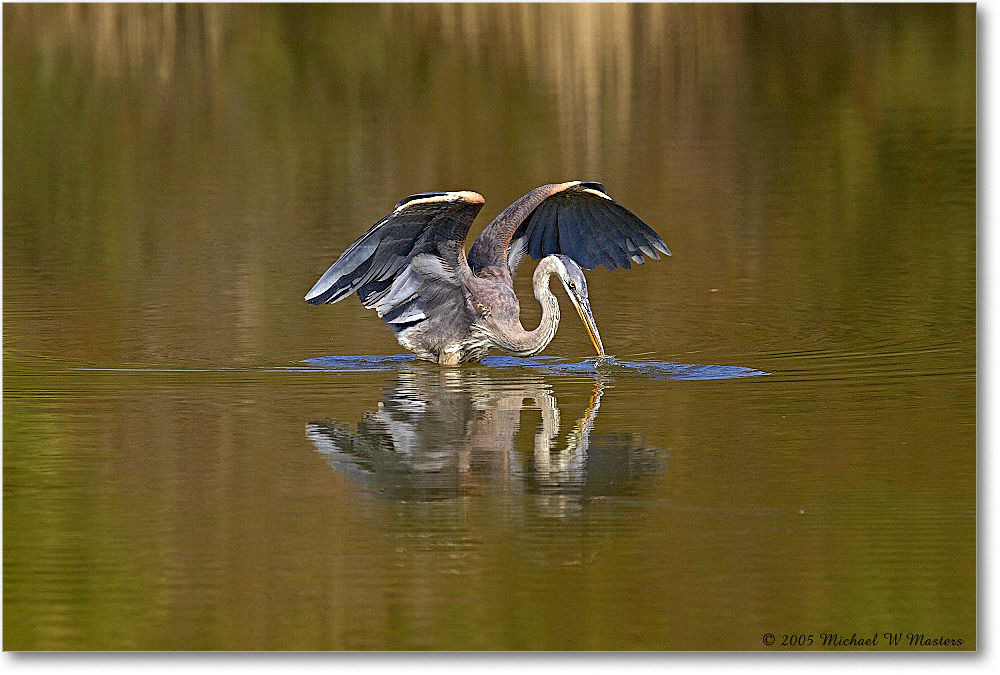 GreatBlueHeron_ChincoNWR-EA_2005Mar_Y2F3500 copy