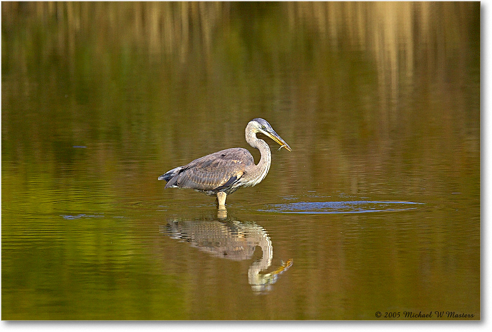 GreatBlueHeron_ChincoNWR-EA_2005Mar_Y2F3528 copy