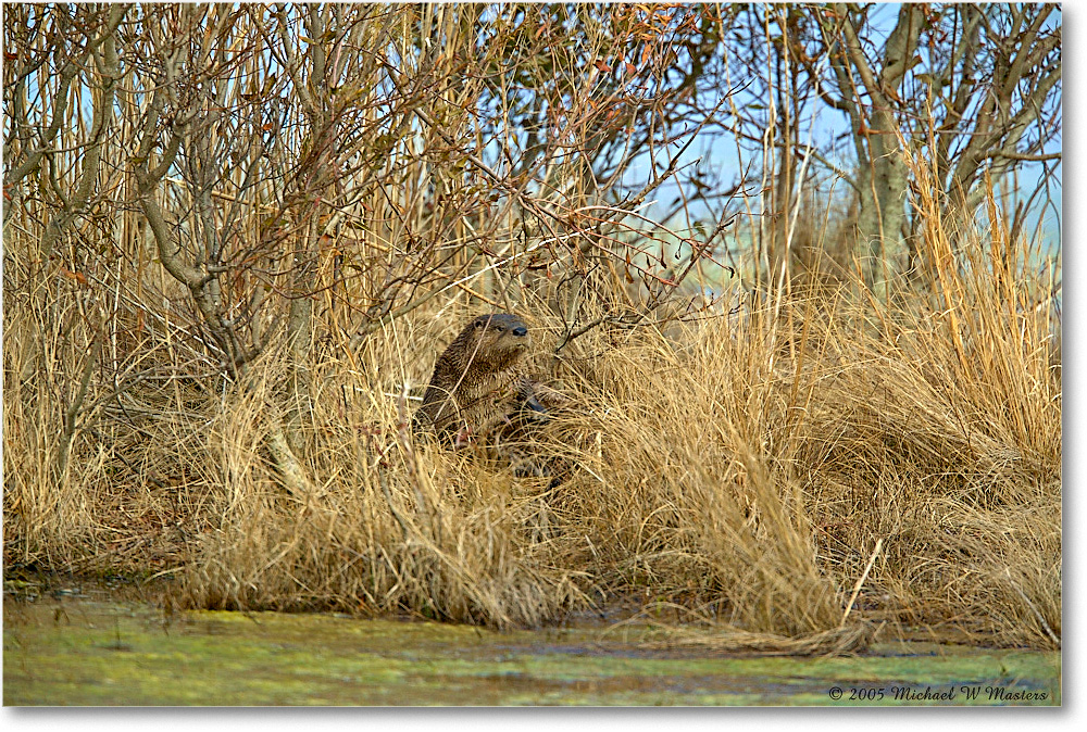 Muskrat_ChincoNWR_2005Mar1FFT6990 copy