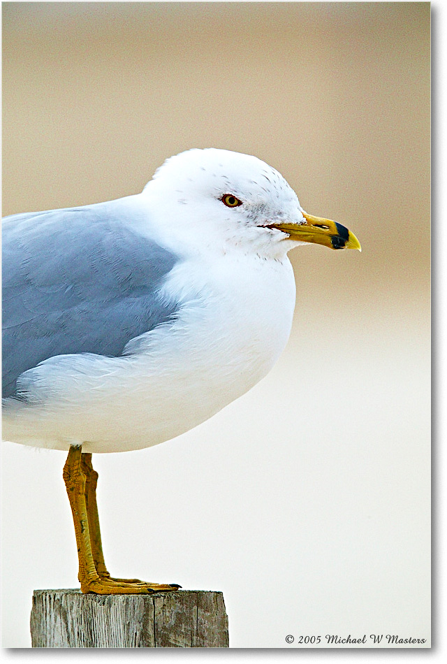 RingbillGull_Assateague_2005Mar1FFT6853 copy