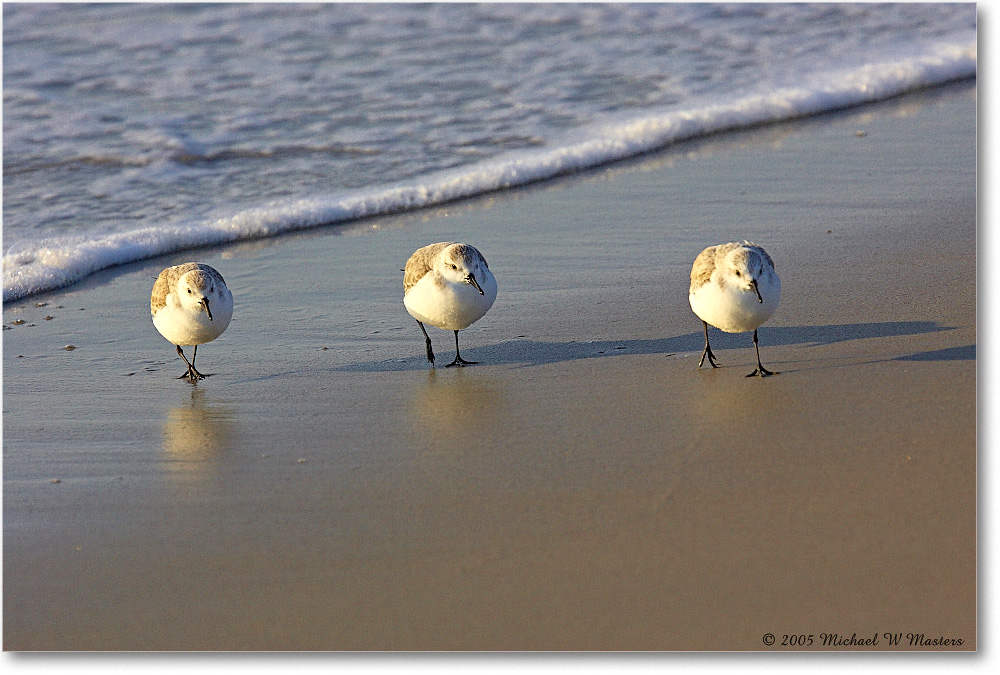 Sandpipers_Assateague_2005Mar_Y2F3451 copy