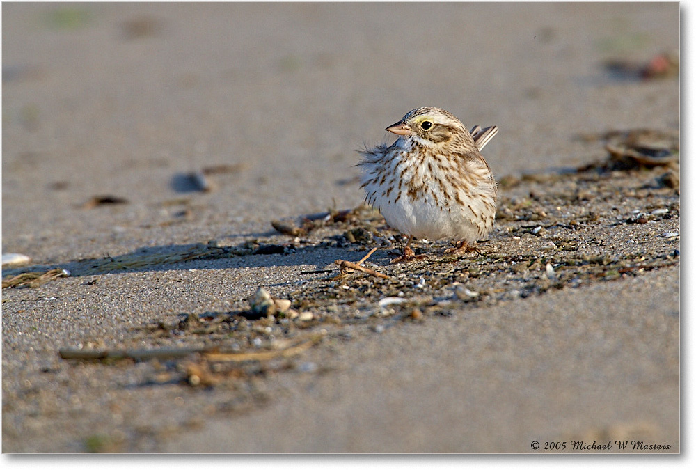 SavannahSparrow(Ipswich)_ChincoNWR_2005Mar_E0K1860 copy
