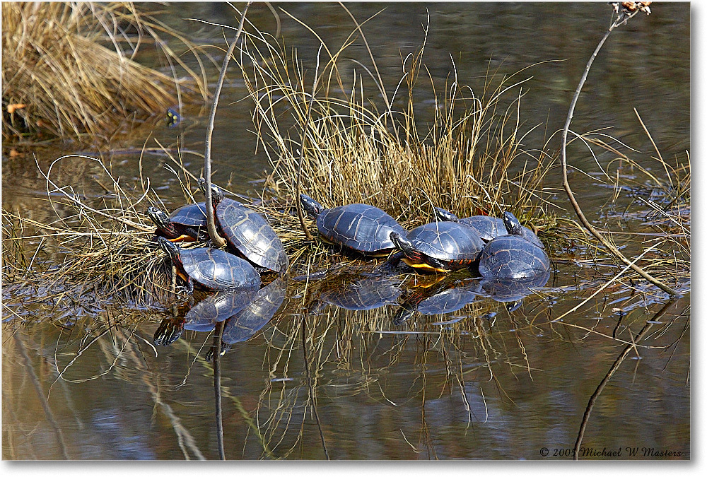 SnappingTurtles_ChincoNWR_2005Mar_Y2F3759 copy