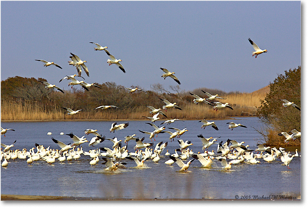 SnowGeese_ChincoNWR-EA_2005Mar_Y2F3729 copy