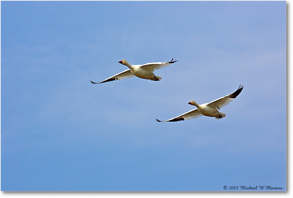 SnowGeese_ChincoNWR_2005Mar_Y2F3831 copy
