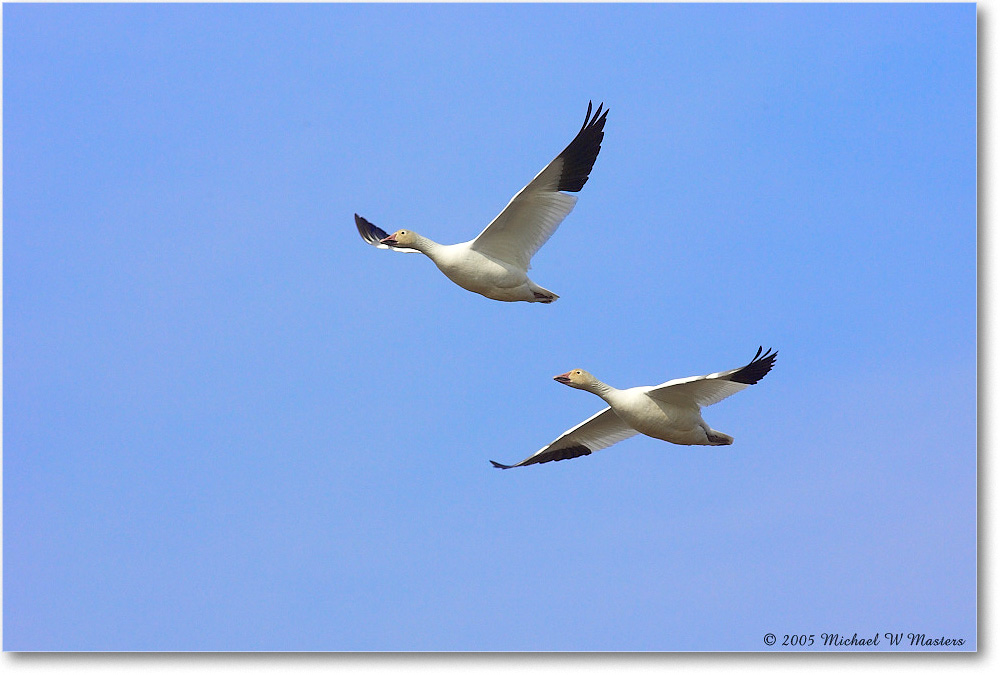 SnowGeese_ChincoNWR_2005Mar_Y2F3842 copy