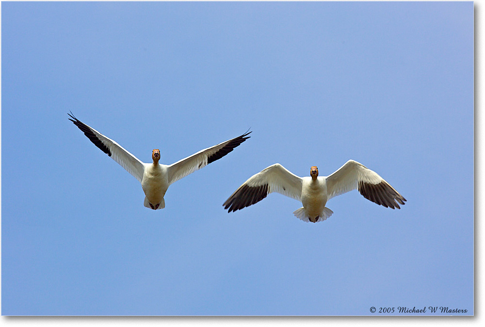 SnowGeese_ChincoNWR_2005Mar_Y2F3857 copy