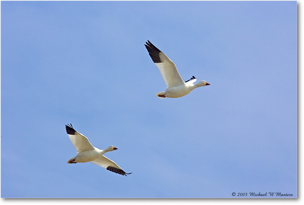 SnowGeese_ChincoNWR_2005Mar_Y2F3916 copy