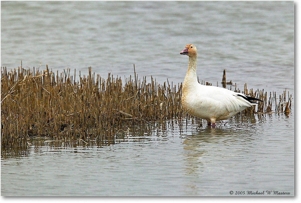 SnowGoose_ChincoNWR_2005Mar1FFT6880 copy