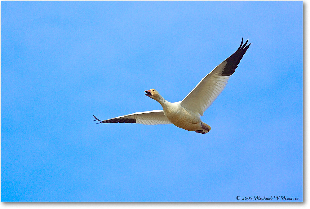 SnowGoose_ChincoNWR_2005Mar_Y2F3781 copy