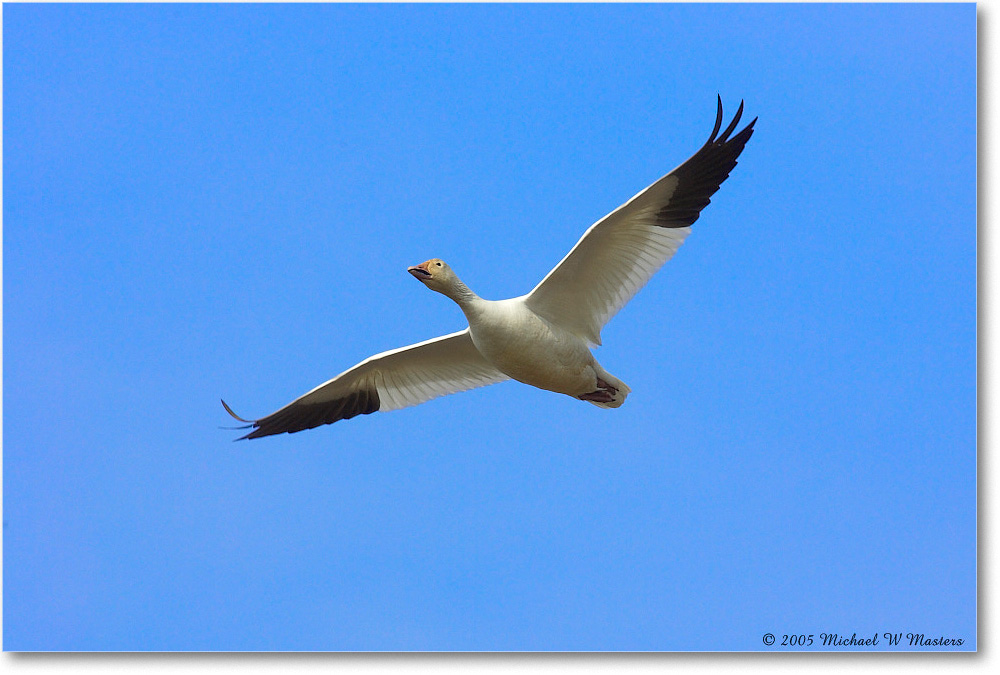 SnowGoose_ChincoNWR_2005Mar_Y2F3849 copy