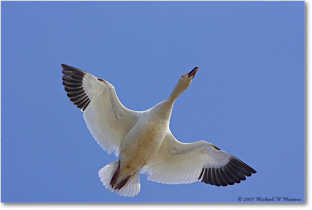 SnowGoose_ChincoNWR_2005Mar_Y2F3892 copy