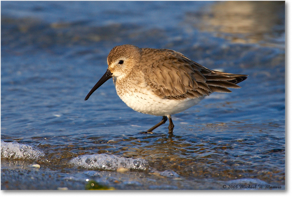 WesternSandpiper_ChincoNWR_2005Mar_E0K1878 copy