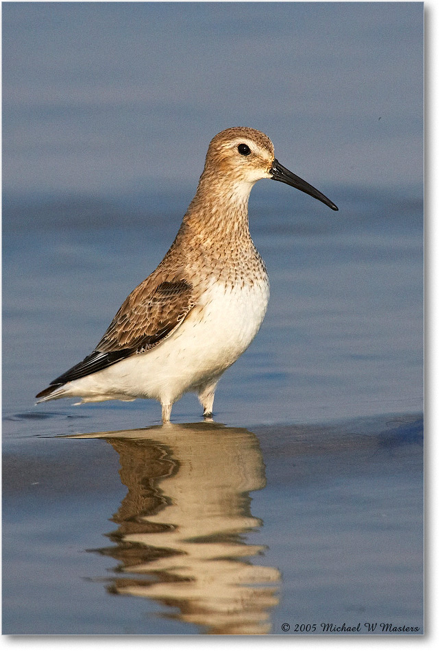 WesternSandpiper_ChincoNWR_2005Mar_E0K2395 copy