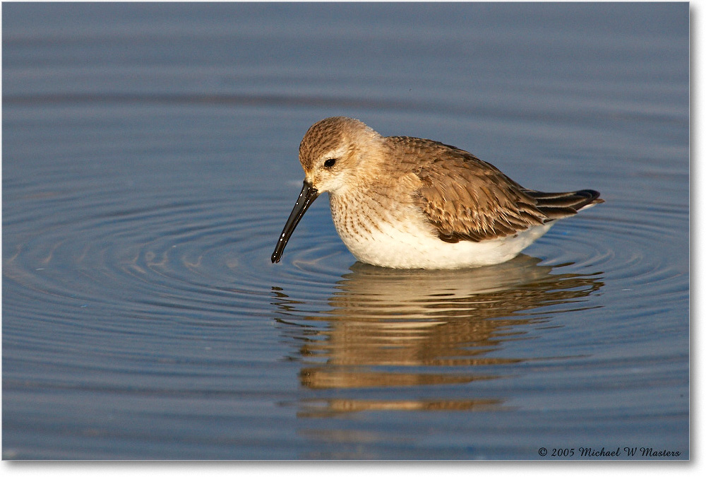 WesternSandpiper_ChincoNWR_2005Mar_E0K2424 copy