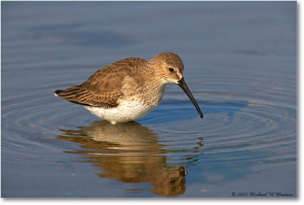 WesternSandpiper_ChincoNWR_2005Mar_E0K2560 copy