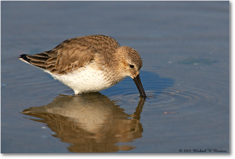 WesternSandpiper_ChincoNWR_2005Mar_E0K2568 copy