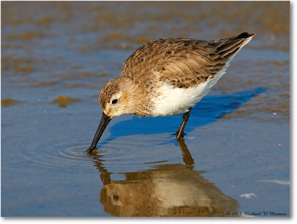 WesternSandpiper_ChincoNWR_2005Mar_E0K2581 copy