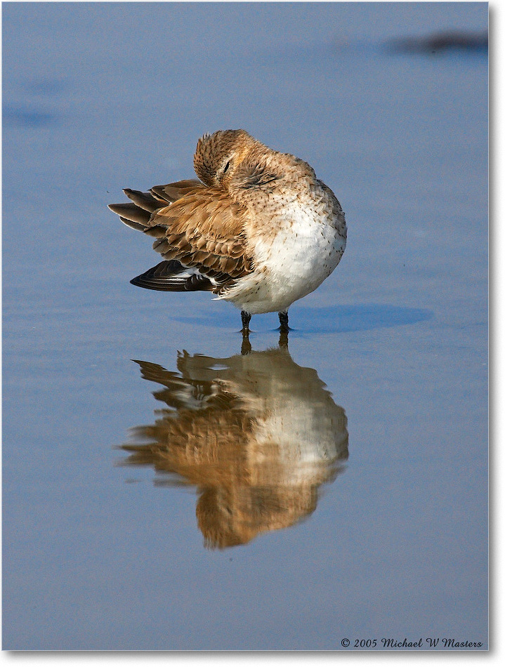 WesternSandpiper_ChincoNWR_2005Mar_E0K2624 copy