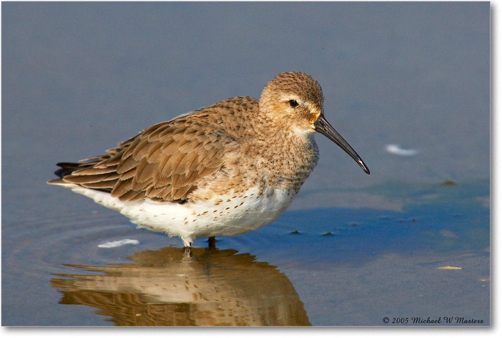 WesternSandpiper_ChincoNWR_2005Mar_E0K2668 copy