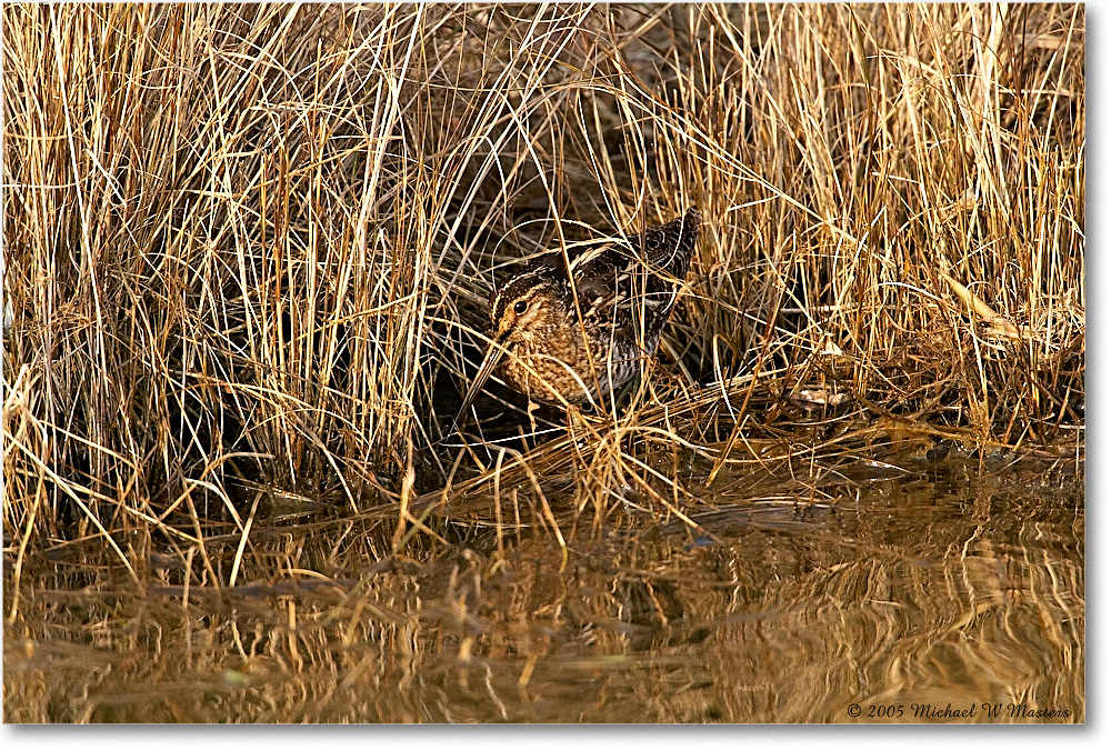 WilsonsSnipe_ChincoNWR_2005Mar_E0K2108 copy