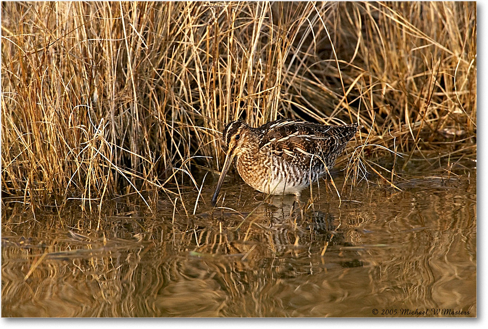 WilsonsSnipe_ChincoNWR_2005Mar_E0K2127 copy