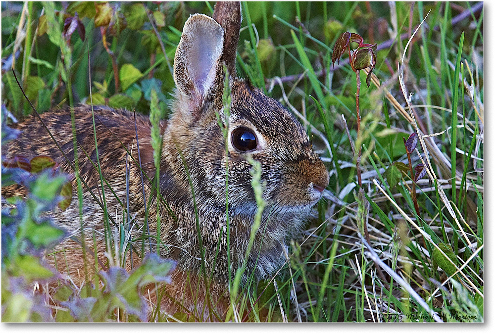 Rabbit_ChincoNWR_2005May_Y2F4510 copy