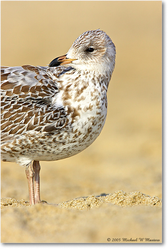 BlackbackGullJuv_Assateague_2005Oct_Y2F5616 copy
