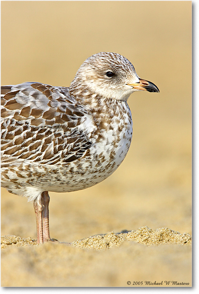 BlackbackGullJuv_Assateague_2005Oct_Y2F5620 copy