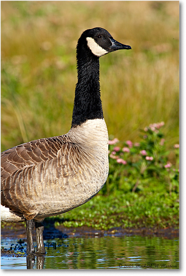 CanadaGoose_ChincoNWR-wll_2005Oct_E0K4695 copy