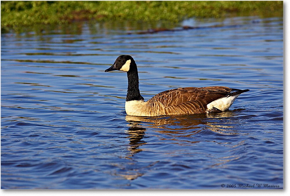 CanadaGoose_ChincoNWR-wll_2005Oct_Y2F4867 copy