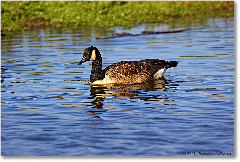 CanadaGoose_ChincoNWR-wll_2005Oct_Y2F4878 copy