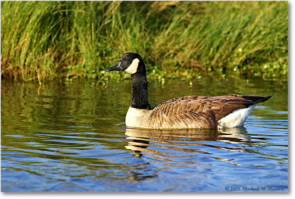 CanadaGoose_ChincoNWR-wll_2005Oct_Y2F4887 copy
