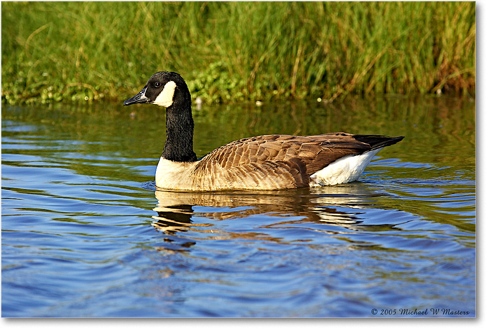 CanadaGoose_ChincoNWR-wll_2005Oct_Y2F4895 copy