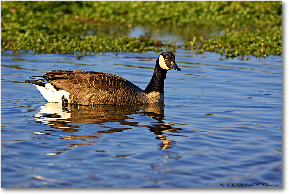 CanadaGoose_ChincoNWR-wll_2005Oct_Y2F4925 copy