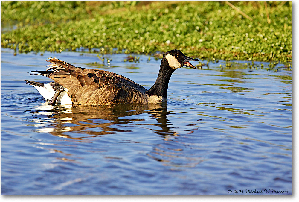 CanadaGoose_ChincoNWR-wll_2005Oct_Y2F4928 copy