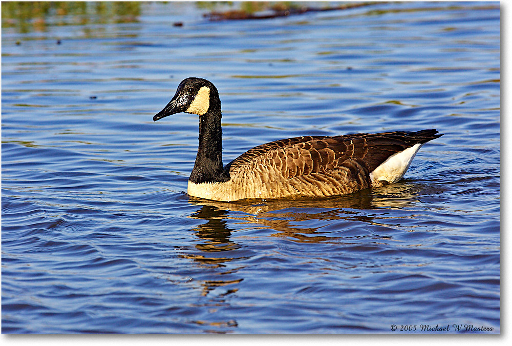 CanadaGoose_ChincoNWR-wll_2005Oct_Y2F4959 copy