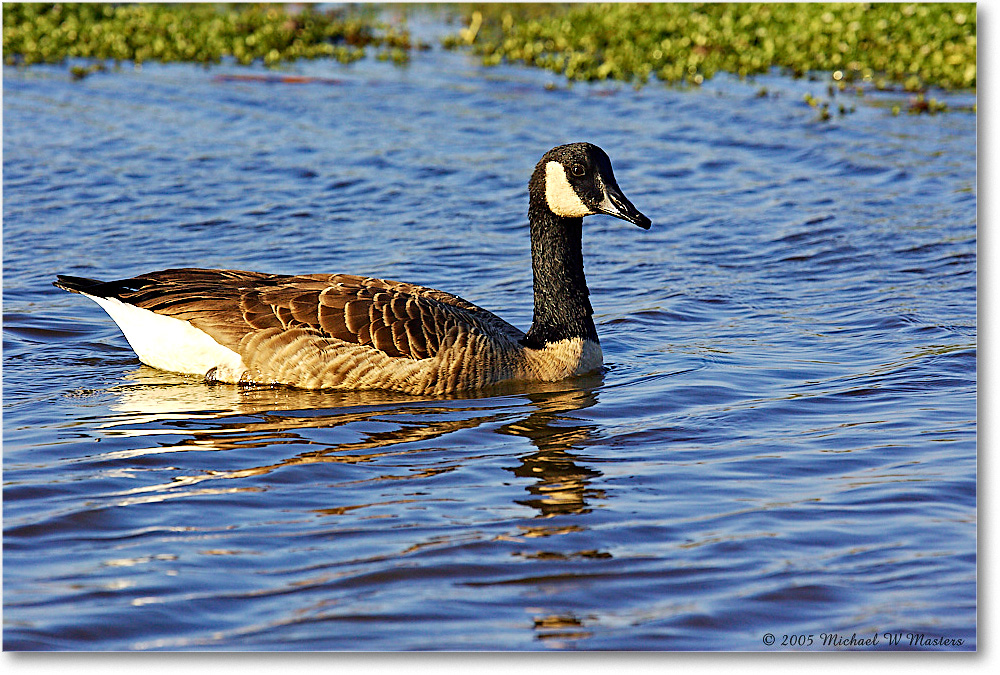 CanadaGoose_ChincoNWR-wll_2005Oct_Y2F4990 copy