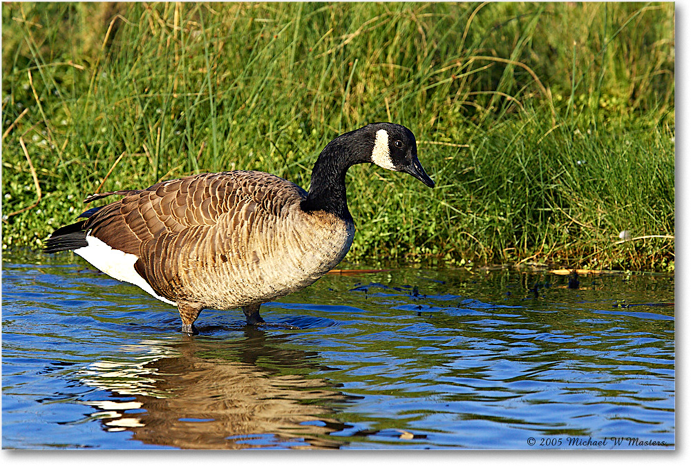 CanadaGoose_ChincoNWR-wll_2005Oct_Y2F5005 copy