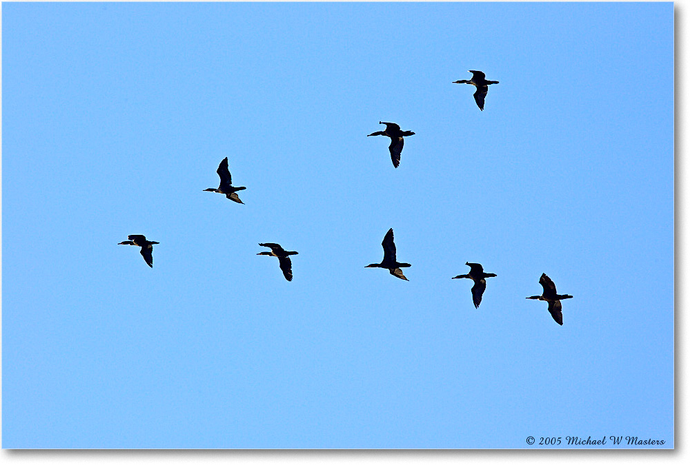 Cormorants_ChincoNWR_2005Oct_Y2F5022 copy