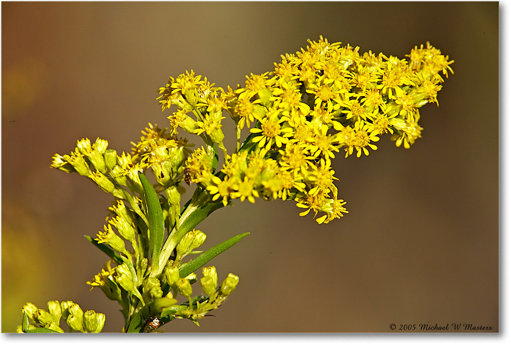 Goldenrod_ChincoNWR_2005Oct_E0K4458 copy