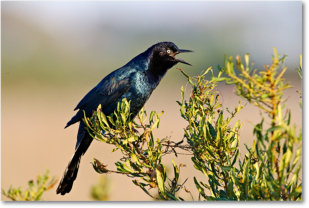 GrackleBoattail_ChincoNWR-wll_2005Oct_E0K4397 copy