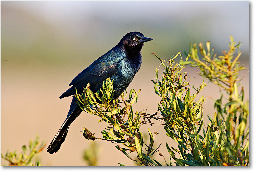 GrackleBoattail_ChincoNWR-wll_2005Oct_E0K4411 copy