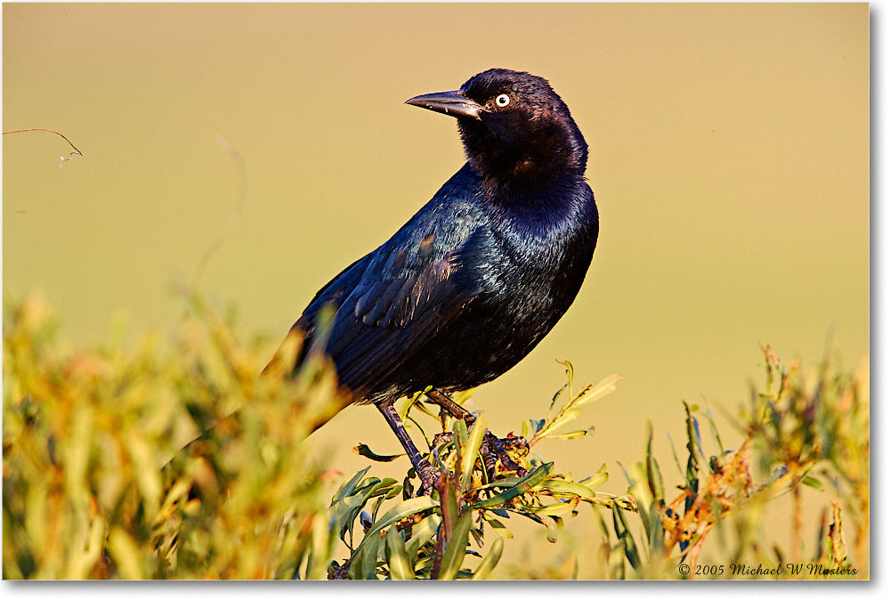 GrackleBoattail_ChincoNWR-wll_2005Oct_E0K4420 copy
