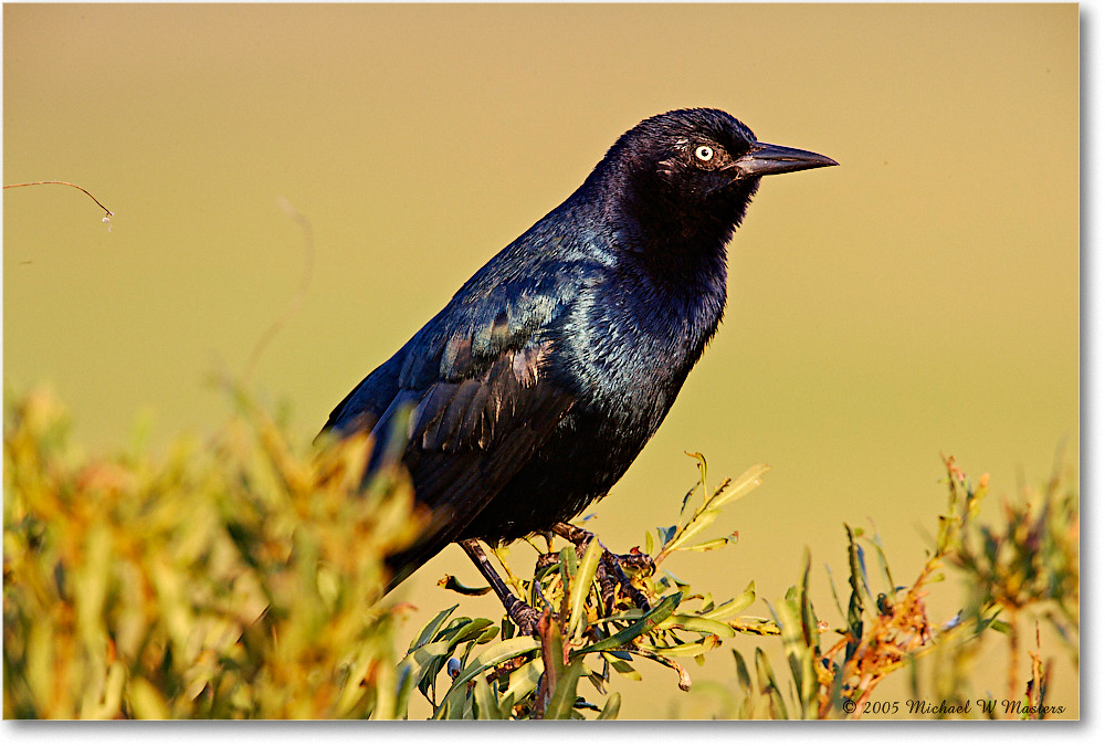GrackleBoattail_ChincoNWR-wll_2005Oct_E0K4423 copy