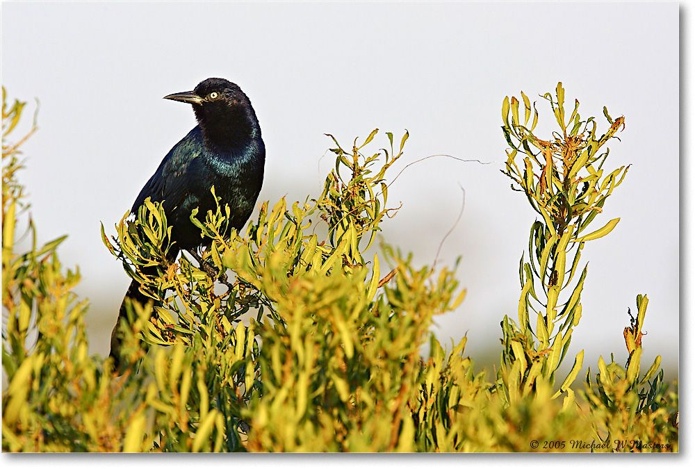 GrackleBoattail_ChincoNWR-wll_2005Oct_Y2F5156 copy