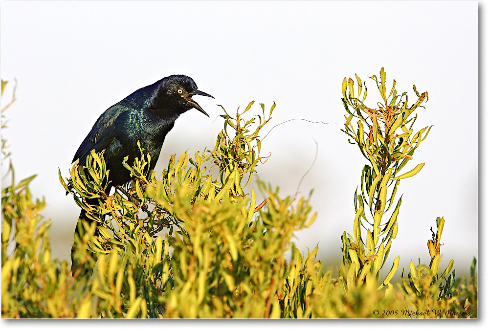 GrackleBoattail_ChincoNWR-wll_2005Oct_Y2F5158 copy