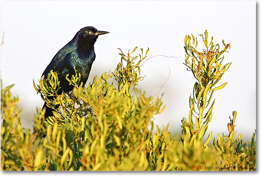 GrackleBoattail_ChincoNWR-wll_2005Oct_Y2F5161 copy
