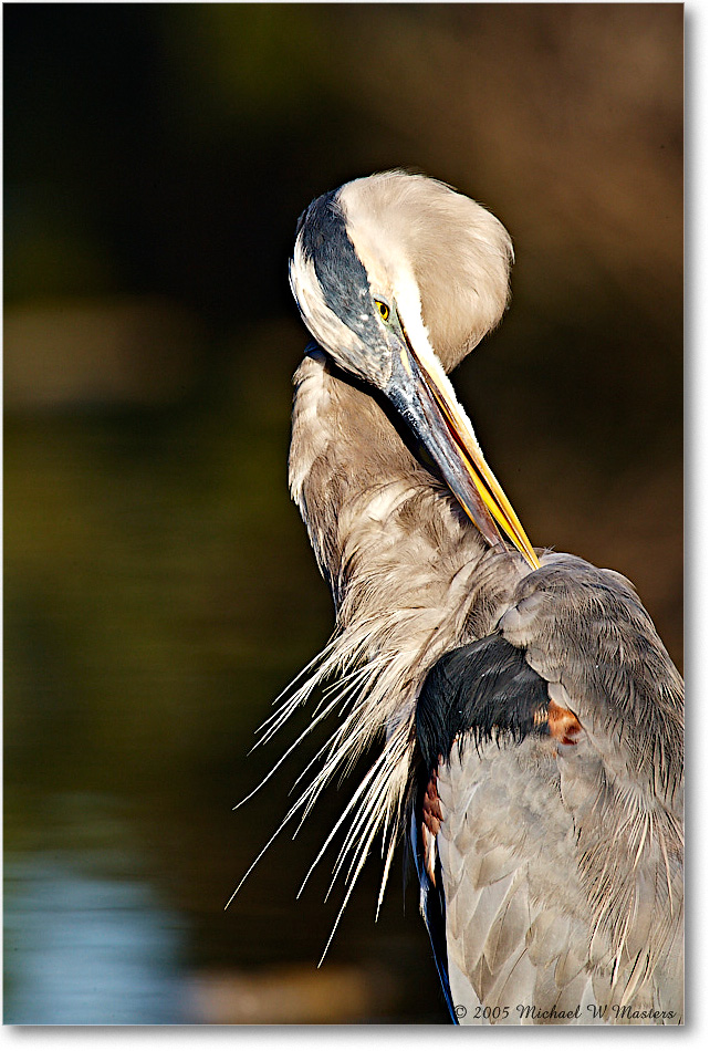 GreatBlueHeron_ChincoNWR_2005Oct_E0K4435 copy